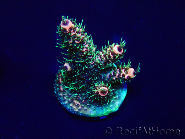 WYSIWYG Acropora Marikultur akklimatisiert LED