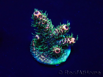 WYSIWYG Acropora 15H9 Mariculture acclimaté led