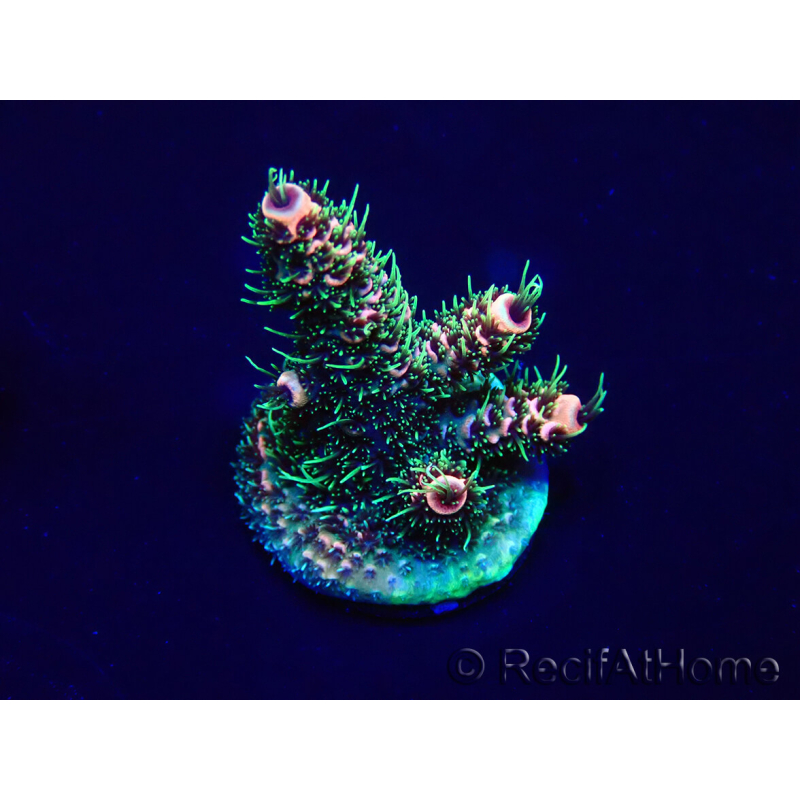 WYSIWYG Acropora 15H9 Mariculture acclimaté led
