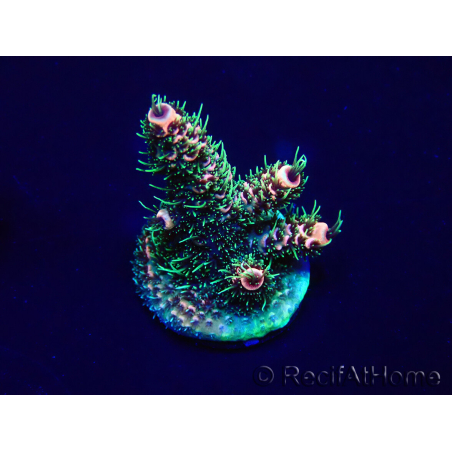 WYSIWYG Acropora 15H9 Mariculture acclimaté led