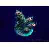 WYSIWYG Acropora 15H9 Mariculture acclimaté led