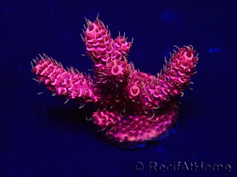 WYSIWYG Acropora 15H10 Maricultuur geacclimatiseerd LED