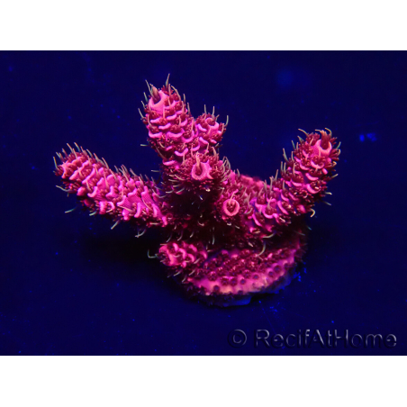 WYSIWYG Acropora 15H10 Mariculture acclimaté led