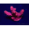WYSIWYG Acropora 15H10 Mariculture acclimaté led