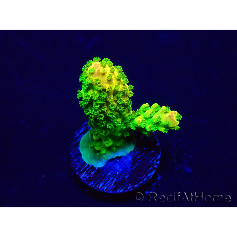WYSIWYG Acropora Maricultura aclimatada LED