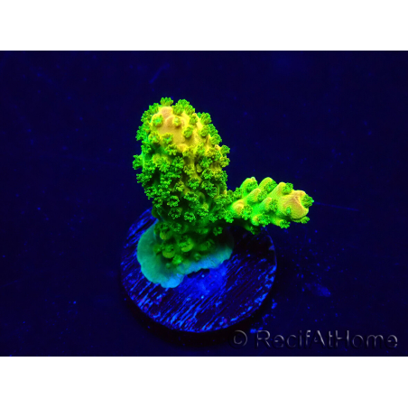WYSIWYG Acropora 15H11 Mariculture acclimaté led