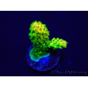 WYSIWYG Acropora Maricultura aclimatada LED