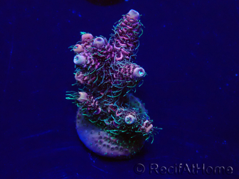 WYSIWYG Acropora millepora 15I1 Mariculture acclimaté led