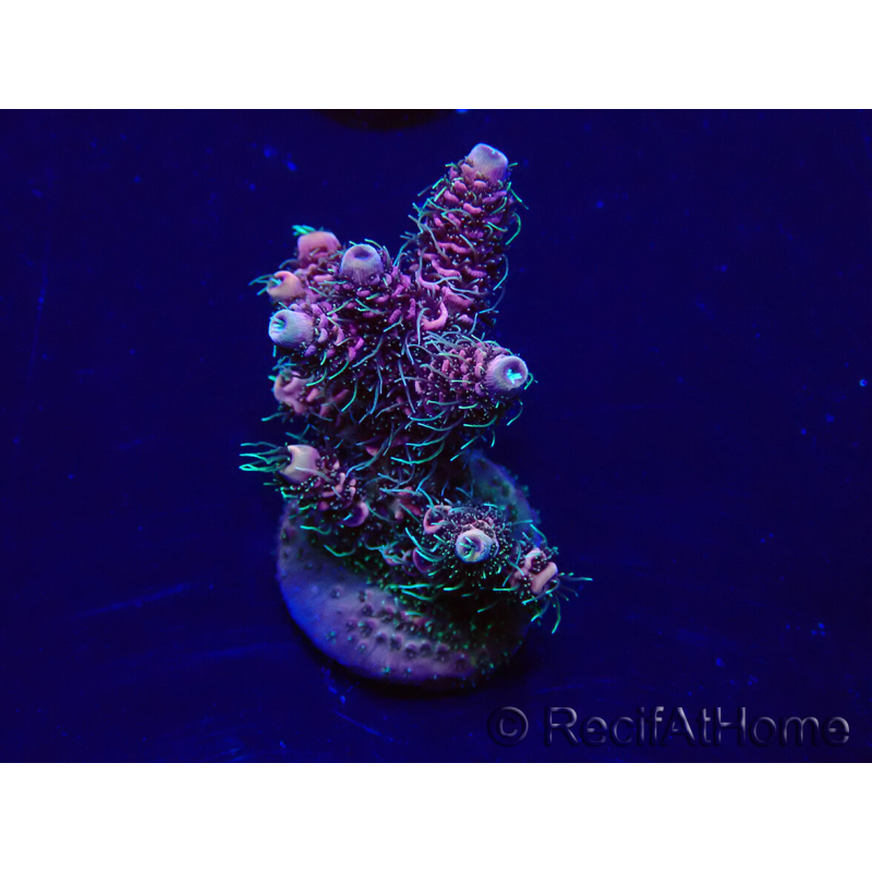 WYSIWYG Acropora Marikultur akklimatisiert LED