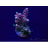 WYSIWYG Acropora Marikultur akklimatisiert LED