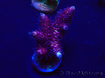 WYSIWYG Acropora 15I2 Mariculture acclimaté led