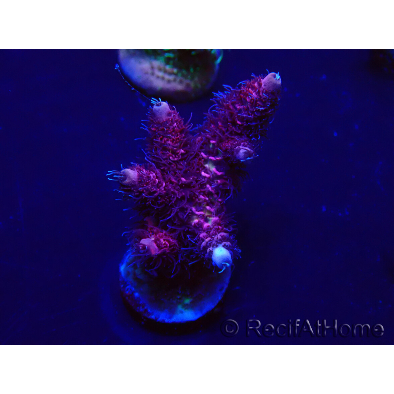 WYSIWYG Acropora 15I2 Mariculture acclimaté led