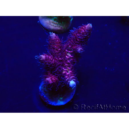 WYSIWYG Acropora 15I2 Mariculture acclimaté led
