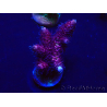 WYSIWYG Acropora 15I2 Mariculture acclimaté led