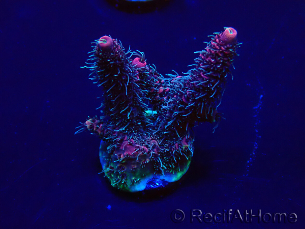 WYSIWYG Acropora 15I4 Maricultura aclimatado led