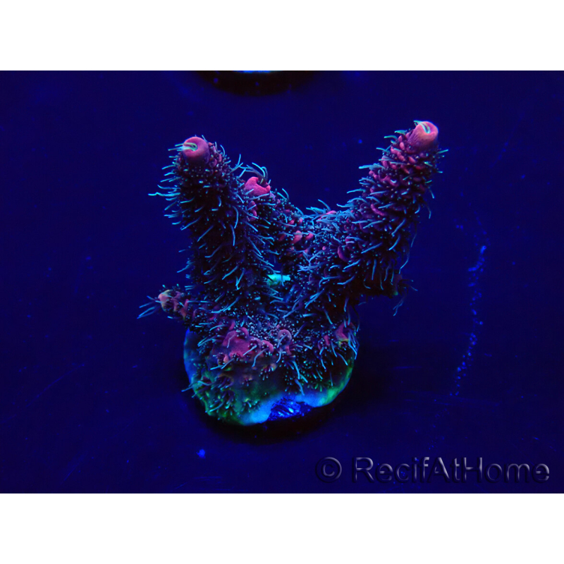 WYSIWYG Acropora 15I4 Mariculture acclimaté led
