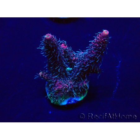 WYSIWYG Acropora 15I4 Mariculture acclimaté led
