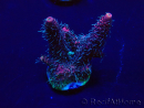 WYSIWYG Acropora 15I4 Mariculture acclimated led
