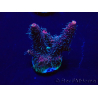 WYSIWYG Acropora 15I4 Mariculture acclimaté led