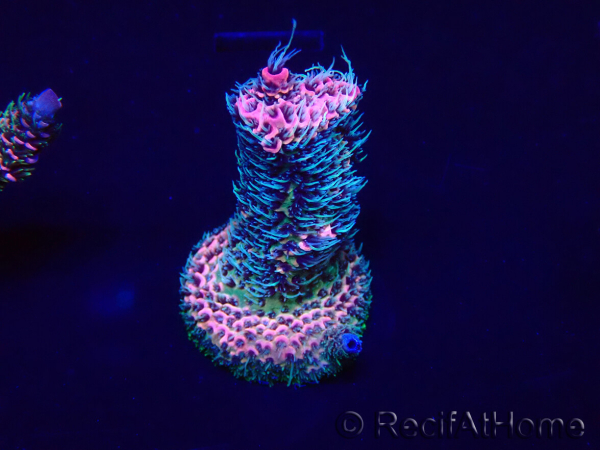 WYSIWYG Acropora millepora Mariculture acclimaté led