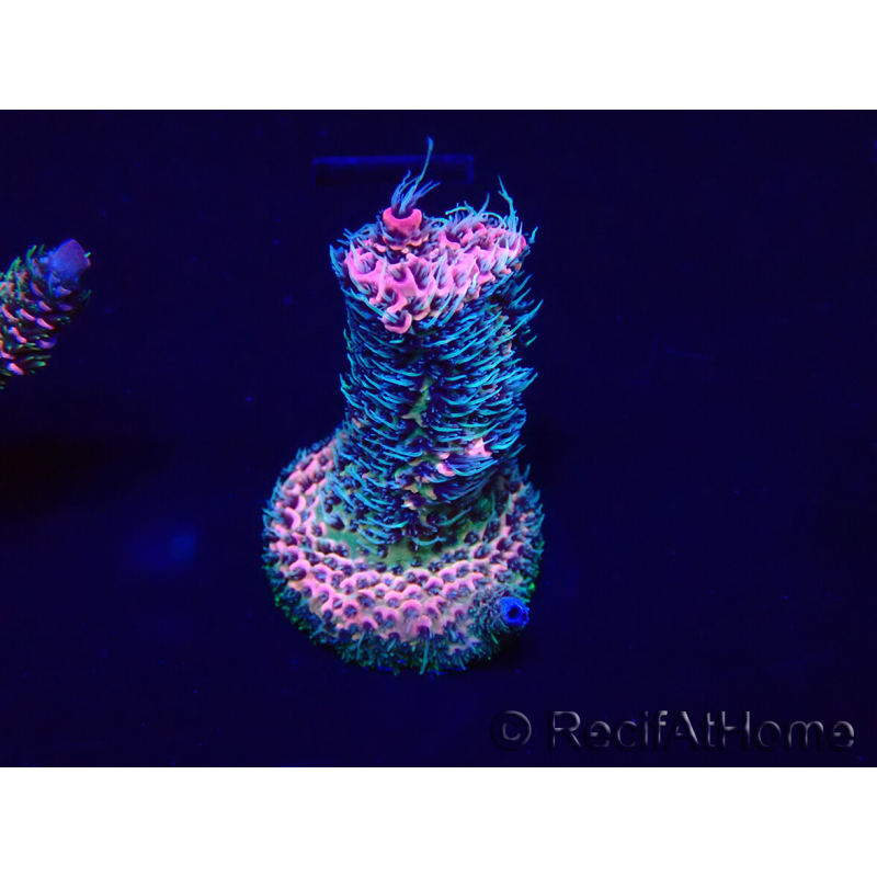WYSIWYG Acropora millepora Mariculture acclimaté led