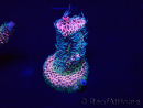 WYSIWYG Acropora millepora Mariculture acclimaté led