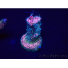 WYSIWYG Acropora millepora 15I5 Mariculture acclimaté led