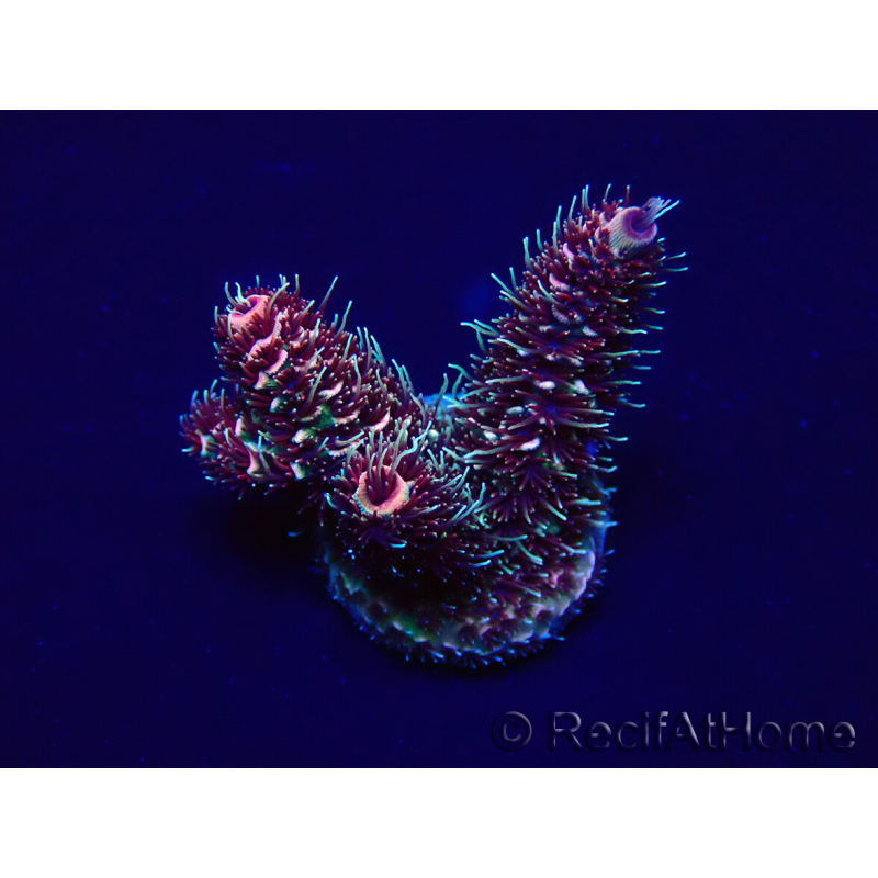 WYSIWYG Acropora 15I7 Maricultura aclimatada led