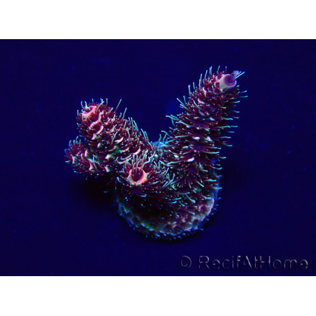 WYSIWYG Acropora 15I7 Mariculture acclimaté led