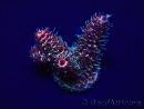 WYSIWYG Acropora Marikultur akklimatisiert LED