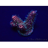 WYSIWYG Acropora 15I7 Maricultura aclimatada led