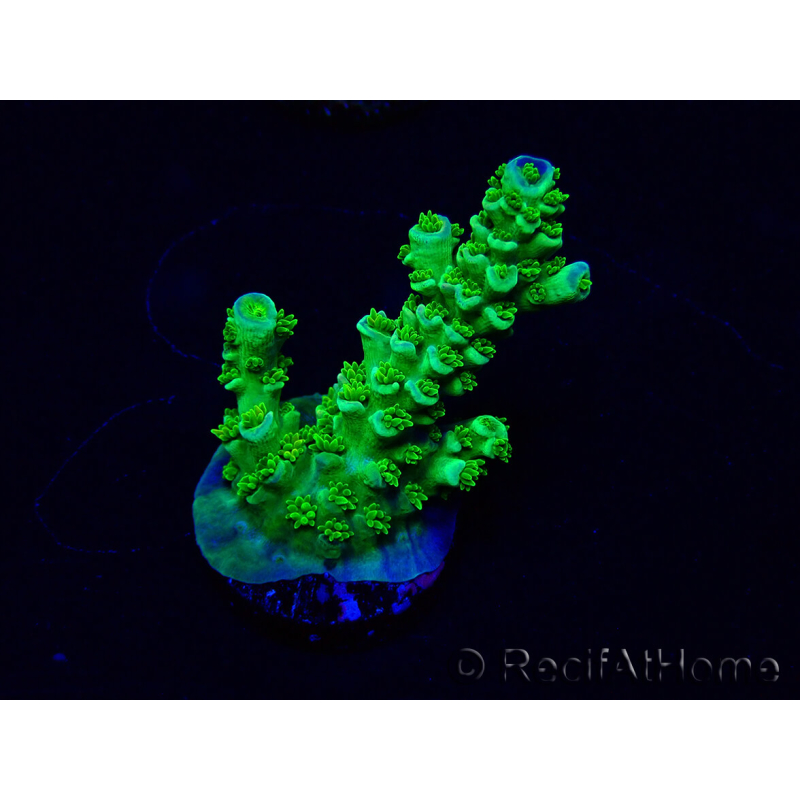 WYSIWYG Acropora Maricultura aclimatada LED