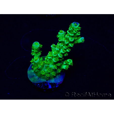 WYSIWYG Acropora Maricultura aclimatada LED