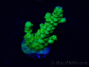 WYSIWYG Acropora Maricultuur geacclimatiseerd LED