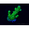 WYSIWYG Acropora Maricultura aclimatada LED