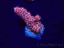 WYSIWYG Acropora Maricoltura acclimatata a LED