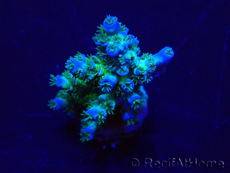 WYSIWYG Acropora 15J1 Mariculture acclimaté led