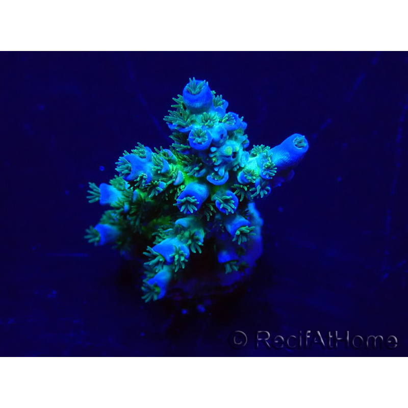 WYSIWYG Acropora 15J1 Mariculture acclimaté led
