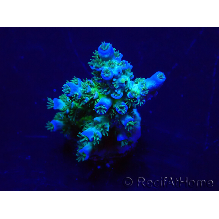 WYSIWYG Acropora 15J1 Mariculture acclimaté led