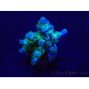 WYSIWYG Acropora Mariculture acclimaté led