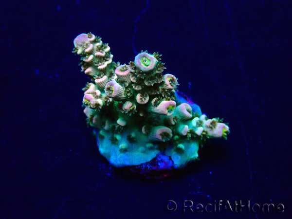 WYSIWYG Acropora Mariculture acclimaté led