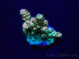 WYSIWYG Acropora 15J2 Mariculture acclimaté led
