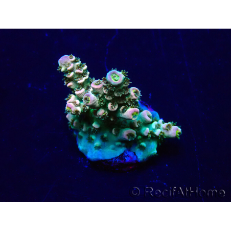 WYSIWYG Acropora 15J2 Mariculture acclimaté led