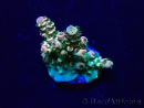 WYSIWYG Acropora Mariculture acclimaté led