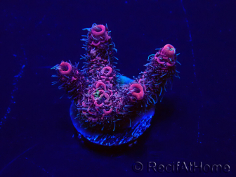 WYSIWYG Acropora millepora 15J5 Mariculture acclimaté led