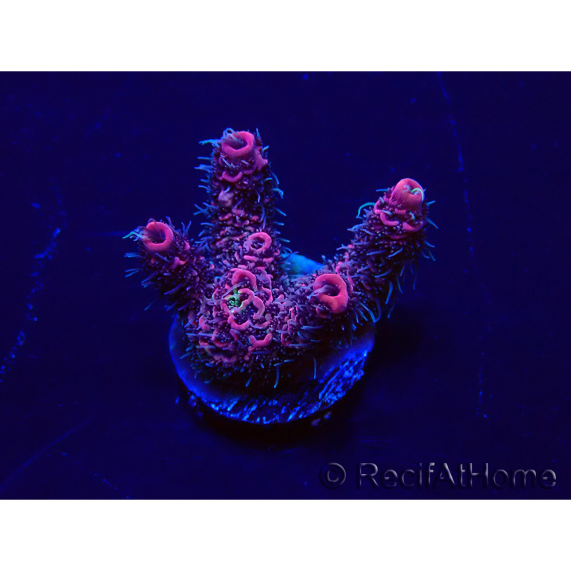 WYSIWYG Acropora 15J5 Mariculture acclimaté led