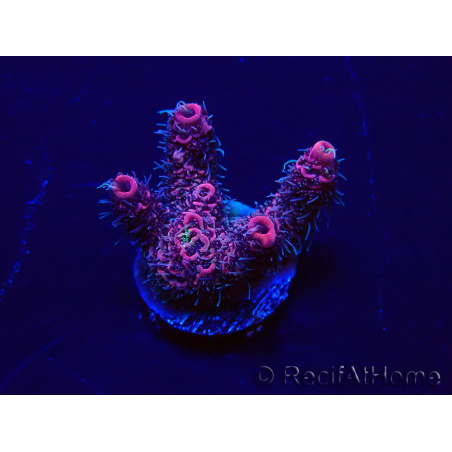 WYSIWYG Acropora millepora 15J5 Mariculture acclimaté led