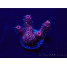 WYSIWYG Acropora Marikultur akklimatisiert LED