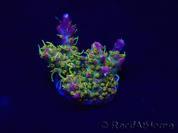 WYSIWYG Acropora 15J10 Mariculture acclimaté led