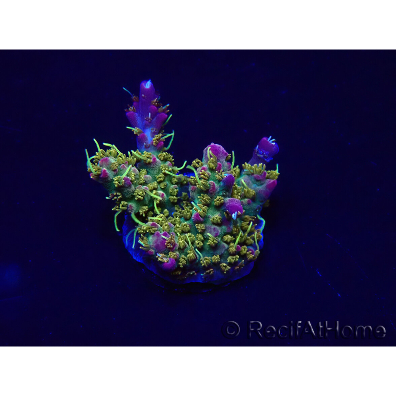 WYSIWYG Acropora Maricultura aclimatado LED